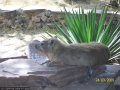 594 diese tierchen sollen angeblich mit dem elefanten eng verwand sein... also unverkennbar